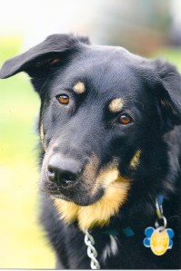 Portrait of My Dog Henry